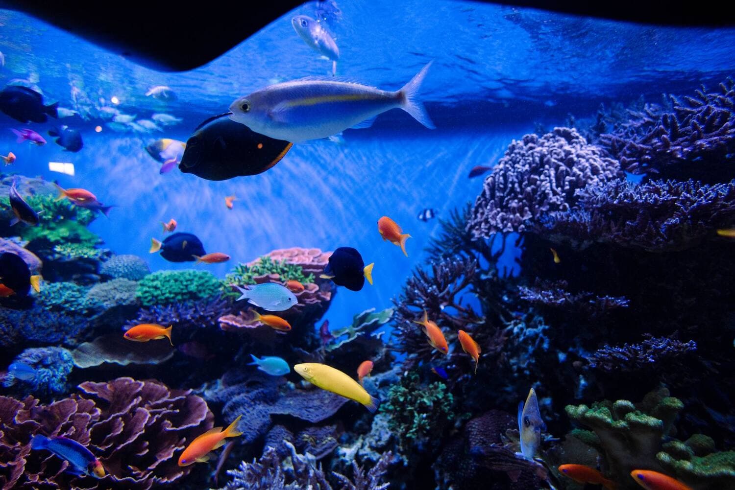 A brightly lit aquarium full of colorful tropical fish and coral