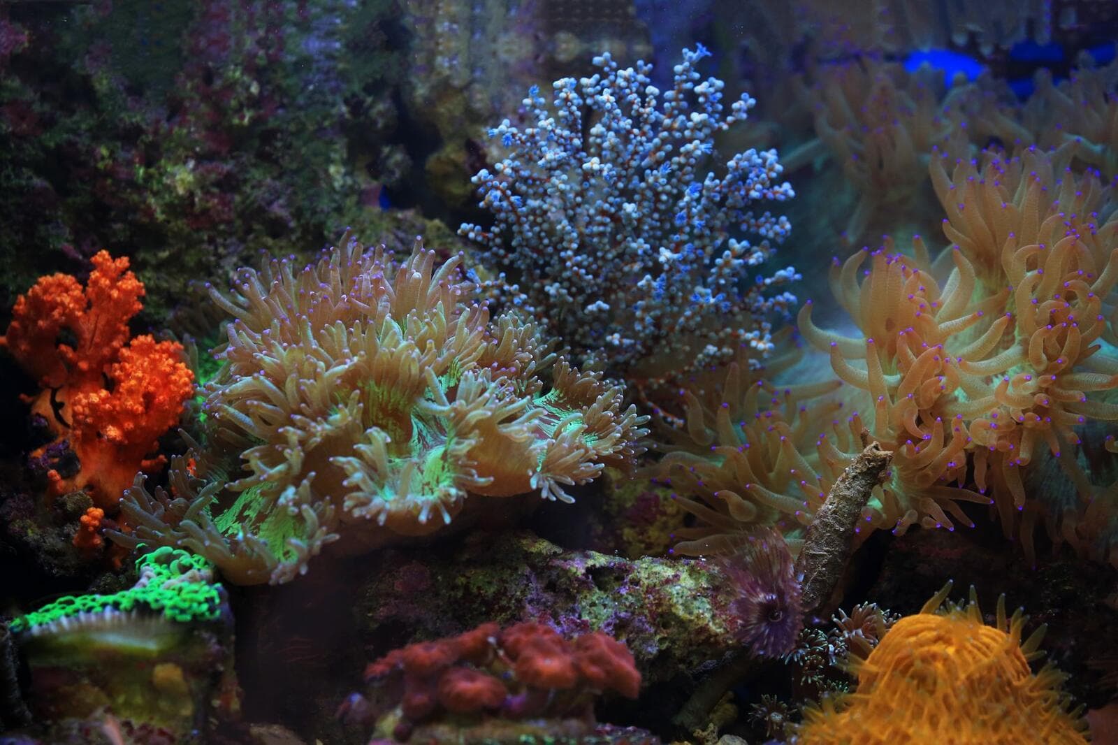 Illustration for “Adding a New Fish to a Saltwater Reef Tank”