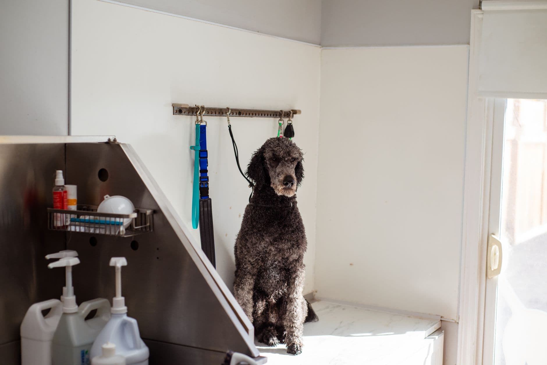 Illustration for “Pet Grooming In The City: Finding The Best Salons And Services”