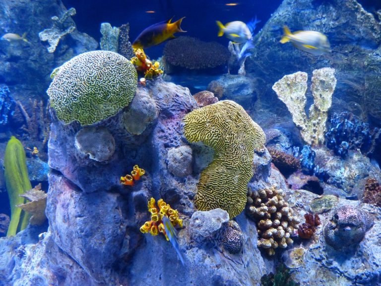 Introducing a New Fish to a Saltwater Reef Tank – CubicleFish
